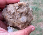 Очередная находка, Leptosalenia sp., Aptian, Lovech Urgonian Complex, Bulgaria Очередная находка, Leptosalenia sp., Aptian, Lovech Urgonian Complex, Bulgaria