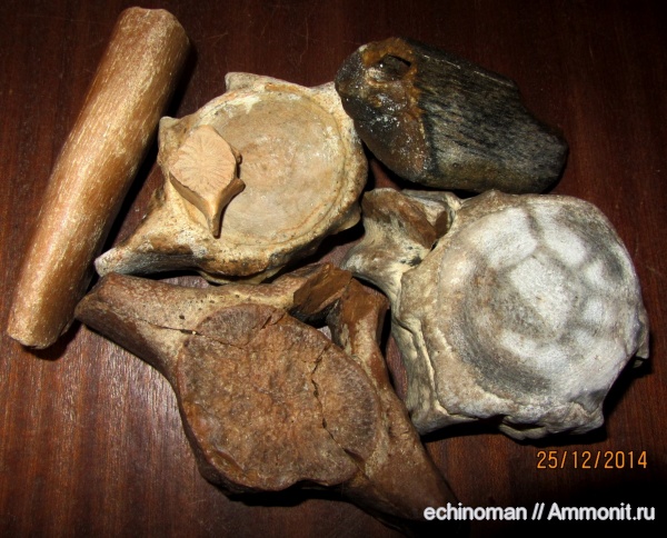 неоген, Cetotherium, сармат, Болгария