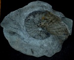 Phylloceras (Neophylloceras) surya, Maastrichtian, Byala, Bulgaria