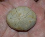 Gitolampas sp., Paleogene, Ypresian, Dabravino, Bulgaria
