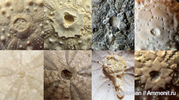морские ежи, нижний мел, верхний мел, Болгария, Lower Cretaceous, Upper Cretaceous