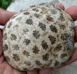 Колониальный коралл Колониальный коралл