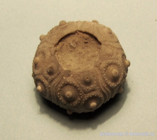 морские ежи, нижний мел, аптский ярус, Болгария, Aptian, Lower Cretaceous