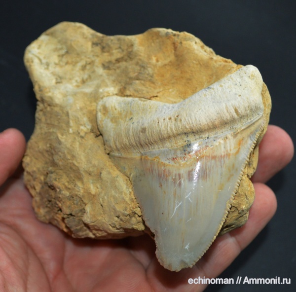 зубы, миоцен, акулы, Болгария, Carcharocles megalodon, teeth, sharks