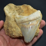 Megalodon ?! Из Болгарии?... Вот уж ФАКТ