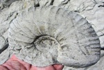 Pachydiscus gollevillensis, Maastrichtian, Byala, Bulgaria