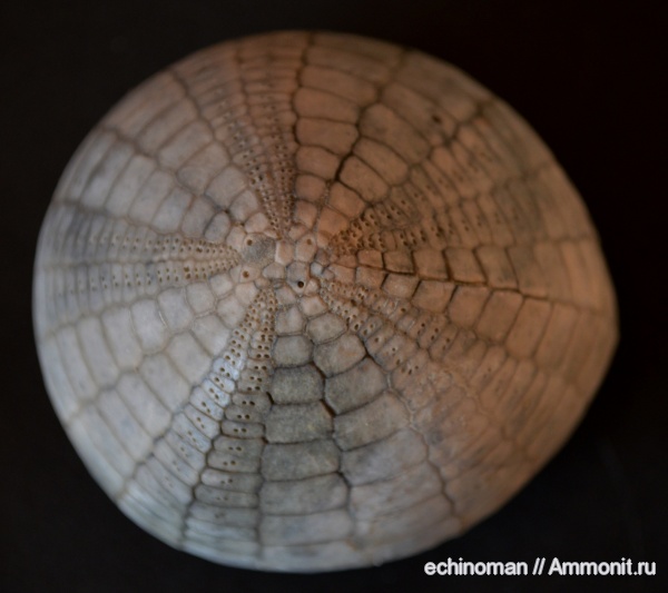 морские ежи, палеоцен, Echinocorys, датский ярус, Болгария