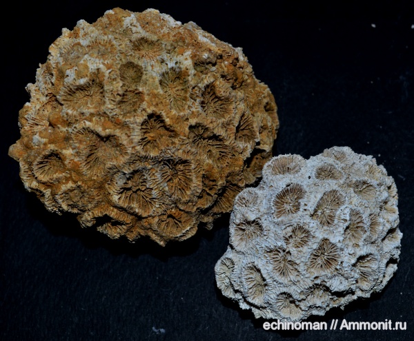 кораллы, миоцен, Болгария, Scleractinia, Favia, Favia gotchevi
