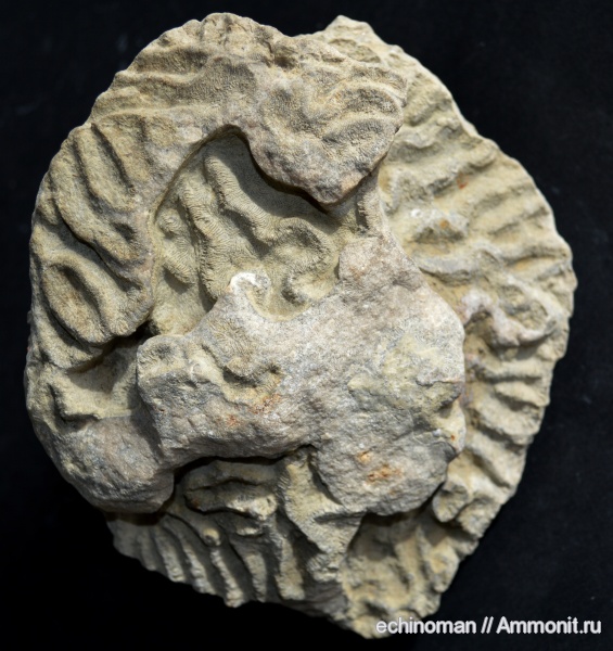 кораллы, нижний мел, аптский ярус, Болгария, Dictuophyllia