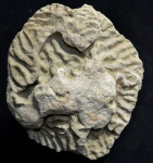 Колониальный коралл, Dictuophyllia sp.(?)