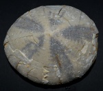 Необычный Echinocorys