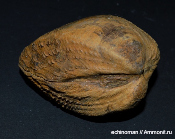двустворки, нижний мел, аптский ярус, Protocardia, Болгария, Sphaera, Protocardia anglica