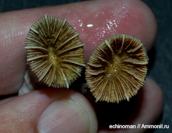 кораллы, миоцен, Болгария, Scleractinia, Caryophyllia, Caryophyllia vindobonensis