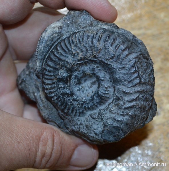 аммониты, юра, тоарский ярус, Болгария, Haproceratidae