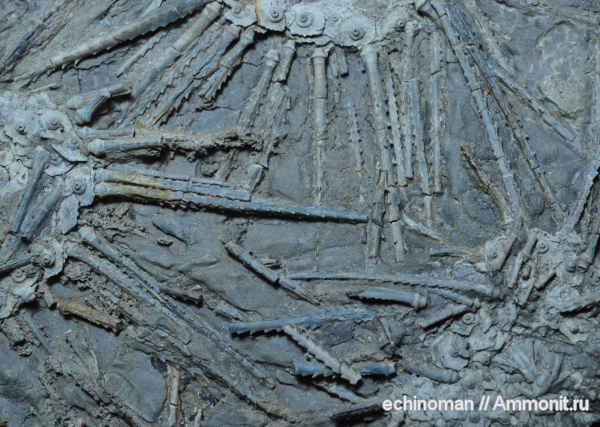 морские ежи, карбон, США, палеозой, Archaeocidaris, верхний карбон, Archaeocidaris brownwoodensis, Верхний пенсильваний