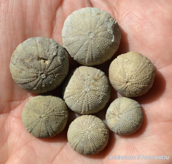 морские ежи, нижний мел, аптский ярус, Болгария, Magnosia pilos, Magnosia