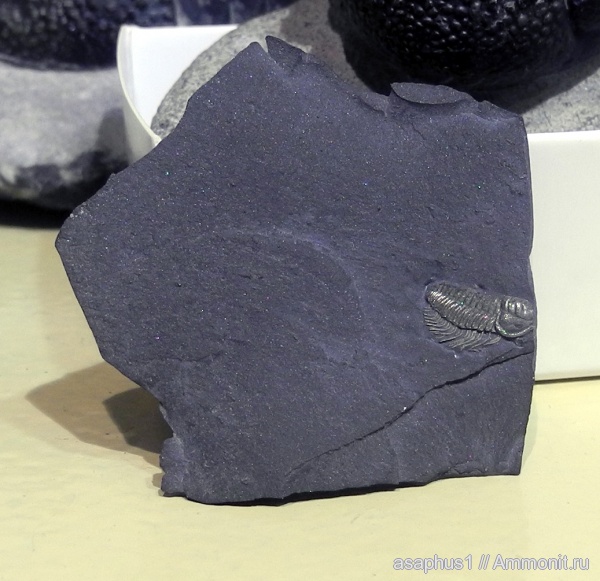 трилобиты, ордовик, Triarthrus, Ordovician