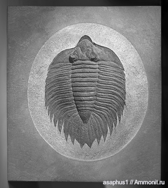 Arctinurus