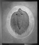 Arctinurus boltoni