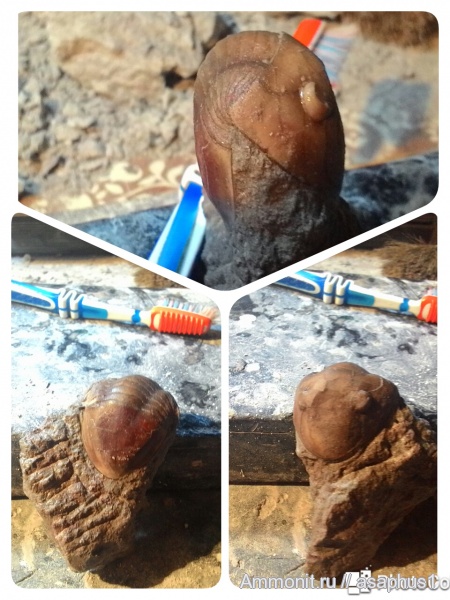 трилобиты, ордовик, Homalopige stacyi, Ordovician