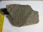 Tomiodendron