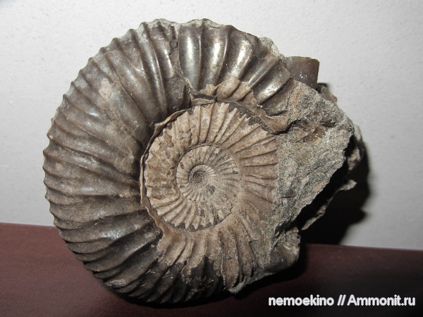 Epivirgatites, Сызрань
