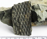 Отпечаток Tomiodendron
