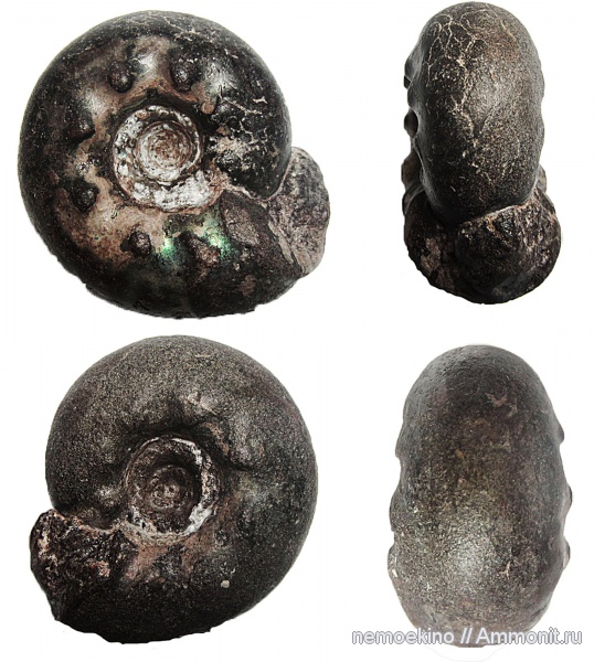 Craspedites, Кашпир, Craspedites milkovensis