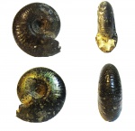 Craspedites