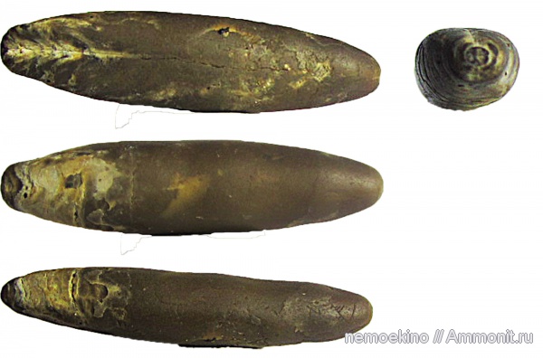 белемниты, юра, Hibolites, Сызрань, Jurassic, belemnites