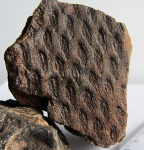 Tomiodendron