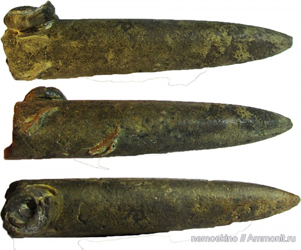 белемниты, юра, Сызрань, обрастание, Epizoans, Jurassic, belemnites