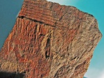 Отпечатки Tomiodendron
