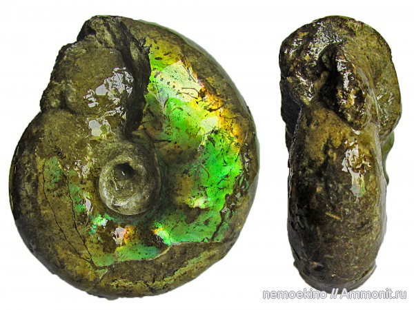 юра, Craspedites, Кашпир, Craspedites parakaschpuricus, Jurassic