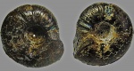 Craspedites