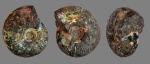 Craspedites