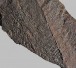 Tomiodendron
