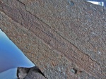 Lepidophytes