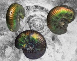 Craspedites