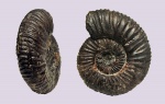 Epivirgatites