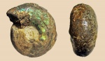 Craspedites