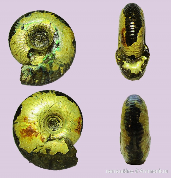Craspedites, Сызрань