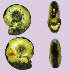 Craspedites