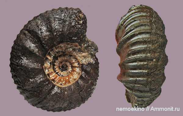 юра, Lomonossovella, Кашпир, Jurassic