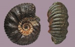 Lomonossovella