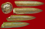 белемнит