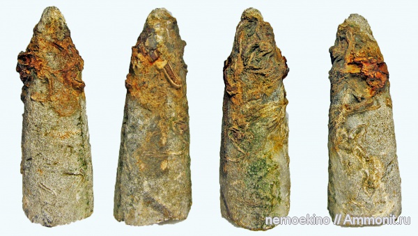 белемниты, юра, серпулы, Serpulidae, Сызрань, Jurassic, belemnites