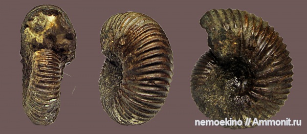 юра, Epivirgatites, Сызрань, Jurassic