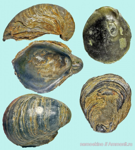 юра, Gryphaea, Сызрань, Jurassic