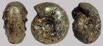 Craspedites milkovensis